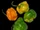 Scotch bonnet pepper