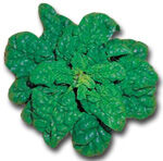 SavoySpinach.jpg