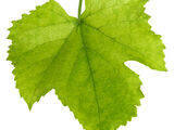 Grape leaf