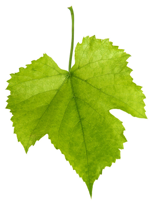 Leaf - Wikipedia