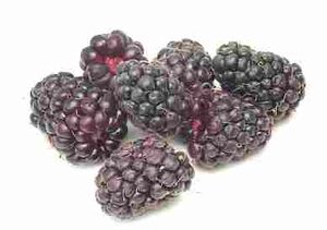 Boysenberry