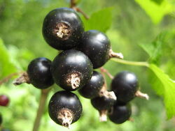 Blackcurrants