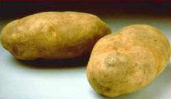 Potato 01