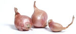 Shallot