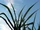 Sugar cane