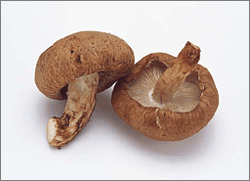 Shiitake - Wikipedia