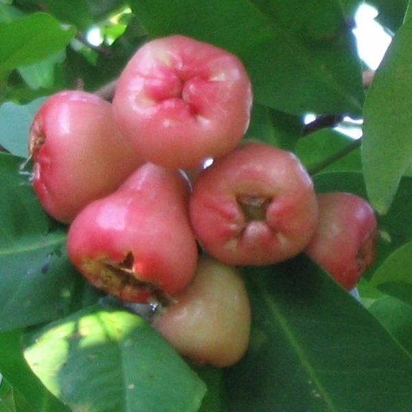 Rose Apple Recipes Wiki Fandom