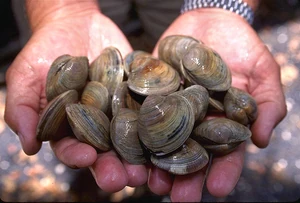 Cherrystone clam