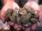 Cherrystone clam