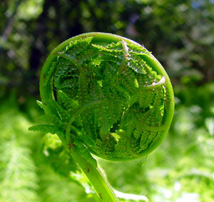 FiddleheadFern