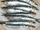 Sardines and pilchards