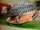 Ark clam