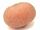 Golden nugget squash