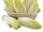 Belgian endive