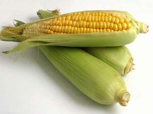 Corn1