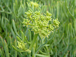 Samphire