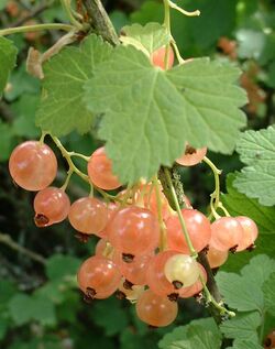 White currant