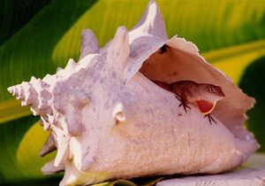 Conch