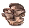 Oyster mushrooms