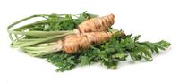 Parsley root