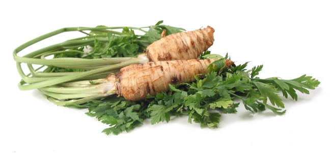 parsley root vs parsnip