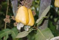 Cashewfruit