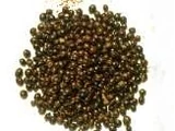 Acacia