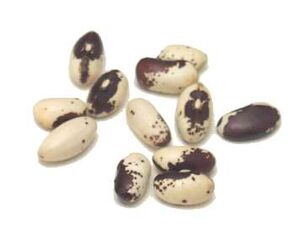 Brown speckled cow bean