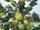 Gooseberry