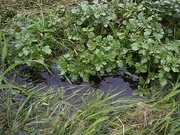 Watercress