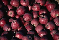 Red Delicious