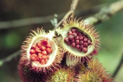 Annatto