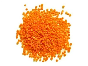 Red lentil