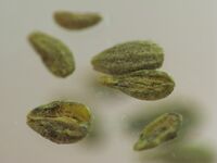 Anise seed