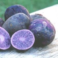 Purple Potato Recipes Wiki Fandom