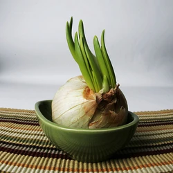 600px-Garlic growing