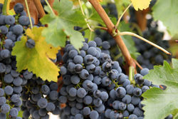 Grapes