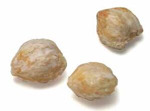 Candlenut2