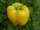 Yellow bell pepper