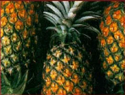 Pineapple3