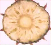 Cross section of pineapple