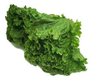 BibbLettuce