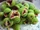 Fig Preserves