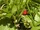 Fraise des bois