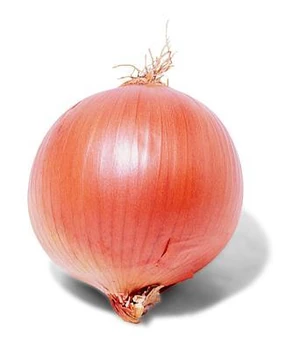 BermudaOnion