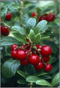 Lingonberry