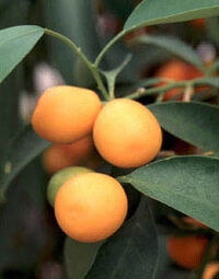 Kumquat