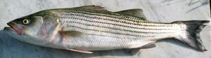 Striped bass