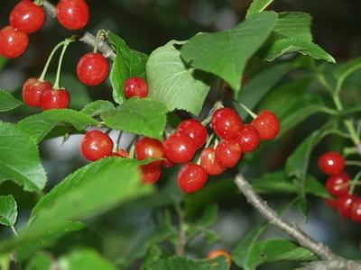 Cherries