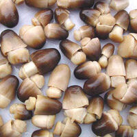 Straw mushrooms
